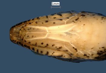 Media type: image;   Herpetology R-42788
